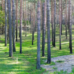 Златибор